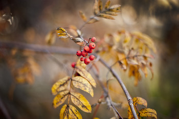 Октябрь во всей своей красе. Костёр рябиновый. / Осенние краски перед длинной зимой.