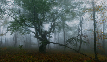 &nbsp; / Туманный лес на горе Собер-баш