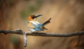 Разминка. / Золотистая Щурка.