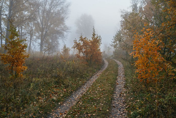 Осенний туман / осень,туман,дорога