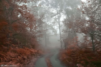 Поздняя осень / Снято в дождливый и туманный осенний день во время прогулки в лесу