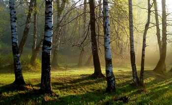 В роще весенней....... / Петербург. Шуваловский парк. Май