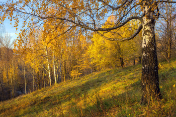 Осеннее утро / Осенние прогулки