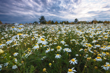 Поле... / Осеннее поле.