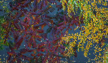Осенний батик / Уксусное дерево в паре с берёзой