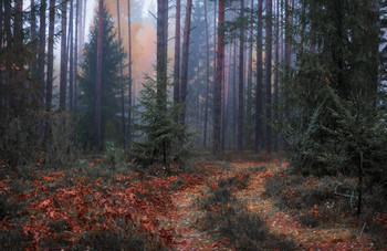 Про туман в лесу / Пейзаж Беларуси