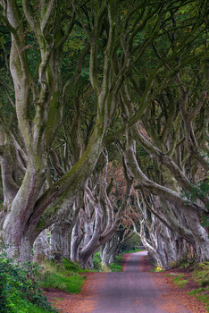 &nbsp; / Dark Hedges