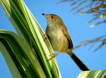 Приния изящная / Приния изящная (Prinia gracilis), Семейство: Цистиколовые. Одна из самых маленьких птичек в Израиле. Длина тела 13см, вес ок. 7гр. Гнездо располагает в кустарнике или куртине травы на высоте до 1 м над землей.