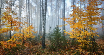 Лесной туман / Осенними тропами