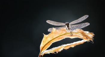 Мягкая посадка / ...