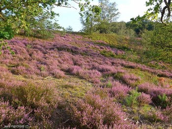 Fischbeker Heide Hamburg / Вересковая долина летом. Альбом «Пейзаж»: http://fotokto.ru/id156888/photo?album=76852 Альбом «вересковая долина, дюны»: http://fotokto.ru/id156888/photo?album=75053
Вересковая долина в районе Фишбек (Fischbeker Heide) составляет 773 га одного из крупнейших охраняемых районов Гамбурга. Эта необыкновенная красота! Если бы фотография могла передать тонкий аромат вереска, жужжание пчёл над ним, саму атмосферу вокруг восхитительного цветения! Лица людей, которых я встречала в вересковой долине, светились от счастья и радости! Когда такое видишь, начинаешь верить, что красота, действительно, спасёт мир.
http://fotokto.ru/blogs/fischbeker-heide-hamburg-32765.html
Fischbeker Heide Hamburg. https://www.youtube.com/watch?v=DMM68wkJe-g