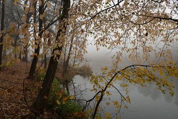 Осенние узоры. / Туман,утро,озеро.