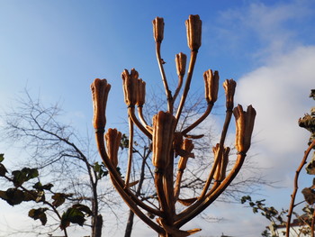 осень лилии / конец октября