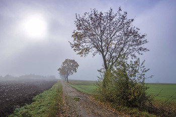 Туман и осень. / туман,осень,поле,деревья