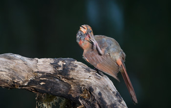 Northern Cardinal (female-juvenile) / Красный кардинал (самка-подросток)
Случайно удалось запечатлить довольно интерестный момент, 
ранее подобное не замечал за птицами,хотя подобное кошки и собаки проделывают постоянно)