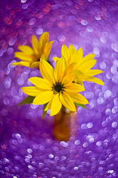 Желтые цветы / желтые цветы на фиолетовым фоне
