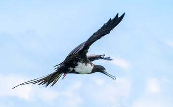 Magnificent Frigatebird (immature female) / Великолепный фрегат ( думаю , что это не зрелая самка)
Стабильная перьевая окраска у птиц появляется лишь в возрасте четырёх-шести лет.
Фрегатные птицы - единственные морские птицы, у которых самец и самка выглядят по-разному.
У самок темная голова и светлое оперение на груди.
Период размножения Великолепного фрегата исключительно длительный. 
Самцы и самки насиживают яйца примерно в течение 56 дней, и, 
вылупившись, птенцы не покидают гнездо, пока им не исполнится 167 дней.
Даже после того, как они покидают гнездо, самки продолжают кормить их, пока им не исполнится один год.