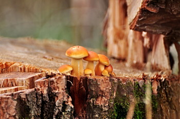 Последний аккорд осени. / Поздняя осень... А на пне появилась дружная семейка грибов. И чем не последний аккорд осени?