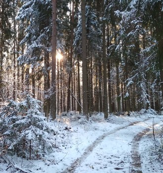 Снег в лесу / Мобильное фото.