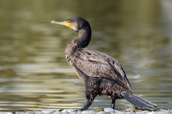 Баклаша / Большой баклан