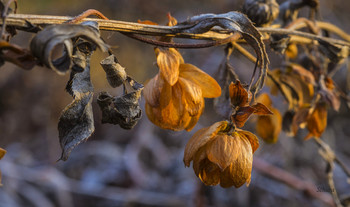 Осенний хмель. / ***