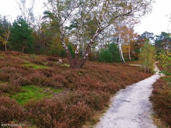 Fischbeker Heide Hamburg / Вересковая долина осенью
Альбом «Пейзаж»: http://fotokto.ru/id156888/photo?album=76852 Альбом «вересковая долина, дюны»: http://fotokto.ru/id156888/photo?album=75053
Вересковая долина в районе Фишбек (Fischbeker Heide) составляет 773 га одного из крупнейших охраняемых районов Гамбурга. Эта необыкновенная красота! Если бы фотография могла передать тонкий аромат вереска, жужжание пчёл над ним, саму атмосферу вокруг восхитительного цветения! Лица людей, которых я встречала в вересковой долине, светились от счастья и радости! Когда такое видишь, начинаешь верить, что красота, действительно, спасёт мир.
http://fotokto.ru/blogs/fischbeker-heide-hamburg-32765.html
Fischbeker Heide Hamburg. https://www.youtube.com/watch?v=DMM68wkJe-g