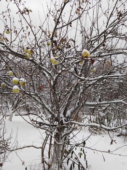 Осень / Яблоки в снегу