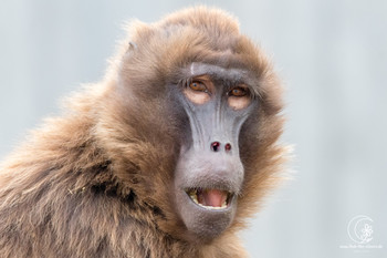 &nbsp; / Ein Affe aus der Wilhelma in Stuttgart