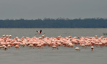 Фламинговый рай / Кения, озеро Нукуру