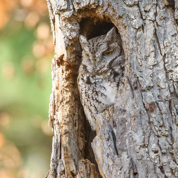 Eastern screech owl / Североамериканская совка 
Североамериканская совка относится к семейству совиные, образует вид, в котором содержится 5 подвидов. Обитают они на востоке Северной Америки от южных районов Канады через Великие озёра до Мексиканского залива и северо-востока Мексики 
Охота осуществляется от заката до рассвета. Повышенная активность наблюдается в первые 4 часа после захода солнца. Мелкая добыча проглатывается целиком, а крупная разрывается на куски. В рацион питания входят мыши, крысы, бурундуки, белки, землеройки, летучие мыши. Поедаются также мелкие певчие птицы, куропатки, голуби, мелкие змеи, ящерицы, лягушки, жабы, саламандры, раки, пауки, земляные черви, сороконожки, скорпионы. 
Как выяснили учёные, североамериканские совки специально извлекают из среды обитания представителей рода узкоротых змей и переносят их в свои гнёзда. Как правило, добычу, которую приносит совка в гнездо, составляют обезглавленные мыши, иногда мертвые жуки. Именно для того, чтобы уберечь свою еду от насекомых, совки специально приносят в свои гнезда змей. В свою очередь змеи поедают личинки муравьев и мух, поедающих добычу совок.