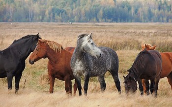 Осенью в поле / ***