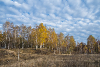 Осенние берёзки. / Пейзаж в Орловской области.