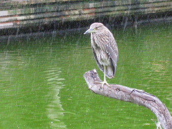 Дождливое настроение / Грустная птица.