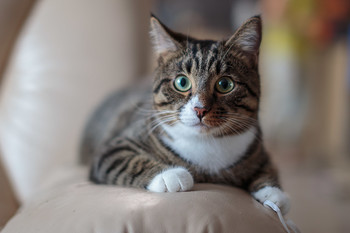  / Загружу ка я котика, пока нет света и девушек...