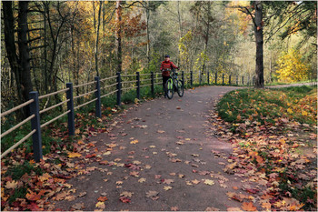 &nbsp; / Мещерский лес