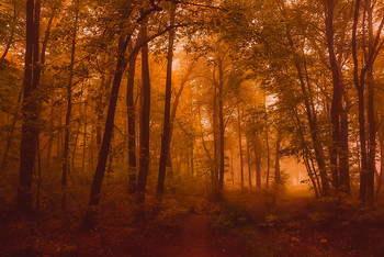 Осень бродит в лесу / ...