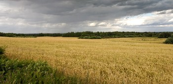 ХЛЕБНОЕ ПОЛЕ / Необъятное хлебное поле-
Так шумит, разливается море,
Океан только может быть шире,
Те же волны на поле и штили.

Наливается и колосится,
Спелым хлебом оно разродится.
Созревая от края до края,
Поле видит во сне караваи....