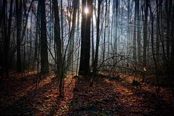 В осеннем лесу / Утро в лесу