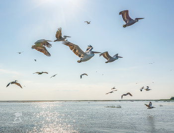 Полёт пеликанов / Свобода в синеве.
Кудрявый пеликан (лат. Pelecanus crispus). Занесён в Красную книгу МСОП со статусом уязвимый и в Красную книгу России. 
Астраханский биосферный заповедник, Лето, 2019 г. Фото-проект "Дельта Волги».