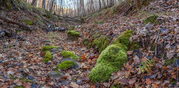 Осенняя зелень / 16 ноября 2019, Самарская обл.