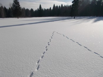 чертеж / лиса чертит узоры на снегу
