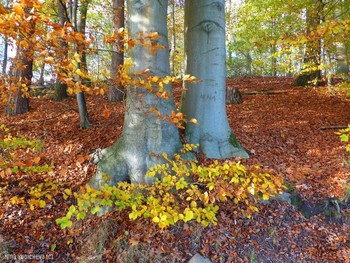 Harburger Stadtpark &amp; Außenmühlenteich Hamburg / Деревья плачут, когда люди вырезают на них свои имена... Альбом «Пейзаж»: http://fotokto.ru/id156888/photo?album=76852 Альбом «вересковая долина, парки, дюны»: http://fotokto.ru/id156888/photo?album=75053
Необыкновенно красивое место отдыха в Гамбурге Harburger Stadtpark &amp; Außenmühlenteich. Это искусственное озеро в районе Гамбург-Хагбург (Hamburg-Harburg) длиной около 1 км и шириной 250 метров. На южном и западном берегах озера находится гороской парк района Харбург, на восточном берегу озера раскинулся роскошный развлекательный комплекс MidSommerland с бассейнами, кафе, местом для гриля. Вокруг озера &quot;дорога здоровья&quot; для любителей бега, пеших и велосипедных прогулок составляет 5 км. Чайки, лебеди, гуси, канадские казарки, камышницы и лысухи обитают на этом озере. Подробнее в моем блоге: http://fotokto.ru/blogs/aussenmhlenteich-hamburg-harburg-32611.html
Смотрите слайд-шоу об этом парке:
Harburger Stadtpark &amp; Außenmühlenteich Hamburg :

https://www.youtube.com/watch?v=jbG7j-3WUNs

Слайд-шоу &quot;Осенний бал&quot;:

https://www.youtube.com/watch?v=QshlHtT0t6g

 https://www.youtube.com/watch?v=cX90GjJAfHA