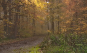 Осенние туманы .. / Туманным днем в лесу . Лесной осенний пейзаж.