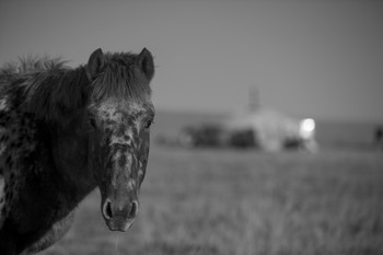 В ожидании этого / Монгольская лошадь с трудом выдержала суровые условия