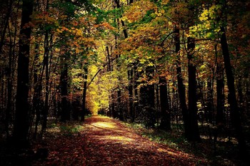 Осенний пейзаж / Осень в лесу