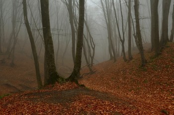 Осеннее утро / Ставропольский грабовый лес