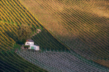 Pattern dei vigneti / Виноградники в местечке Sernau,Австрия.