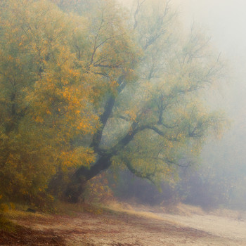 Осень в тумане / осень , туман , фрагмент