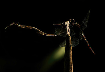 &nbsp; / Про стрекозу