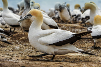 &nbsp; / Basstölpelkolonie auf Cape Kidnappers, NZ